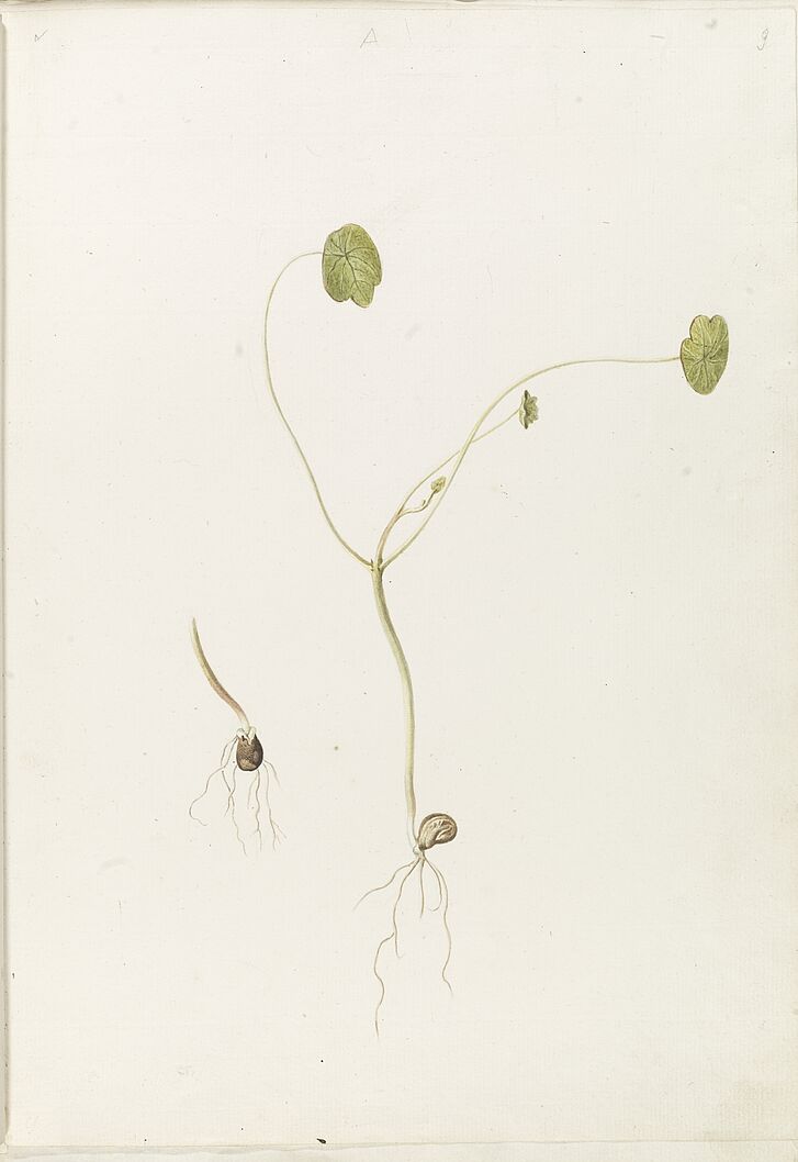 Germination of the Nasturtium, in: The Metamorphosis of Plants by Johann Wolfgang von Goethe, 1798 Germination of the Nasturtium, in: The Metamorphosis of Plants by Johann Wolfgang von Goethe, 1798