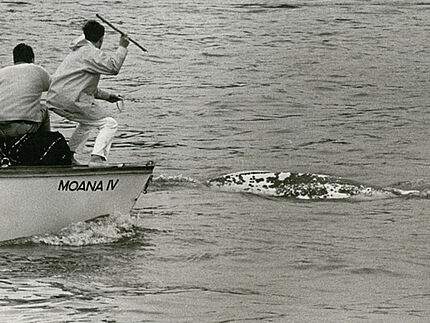 Ein Foto in Schwarz-Weiß zeigt den Rücken eines Wals im Wasser und ein Boot daneben mit zwei Menschen. Ein Mensch hält eine Harpune in der Hand und zielt auf den Wal.