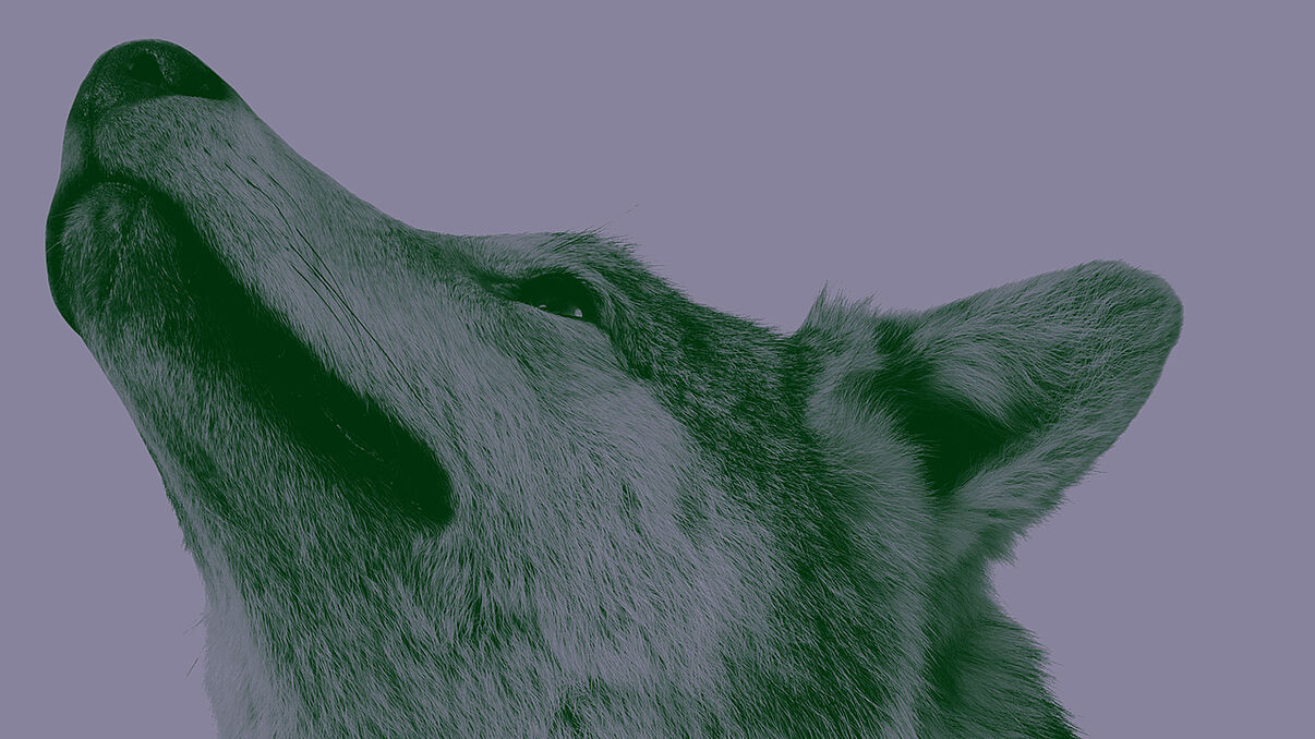 Seitliches Porträt eines Wolfes vor lilafarbenem Hintergrund.