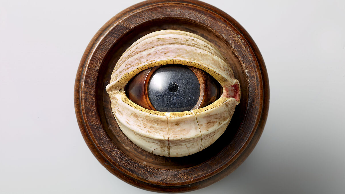 Model of a human eye