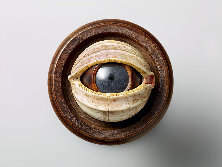Model of a human eye in a cup, Nuremberg, ca. 1700 Model of a human eye in a cup, Nuremberg, ca. 1700